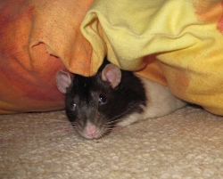 Conker peeking out from a cushion