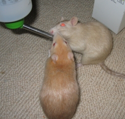 Peach (front) and her mum, Daisy.