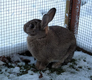 Our bunny, Fern sitting in her bunny cottage surrounded by snow Fern's not very impressed with the snow