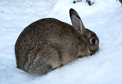 Our bunny, Fern out in the snow Fern eating a wild cherry that the snow knocked out of our cherry tree