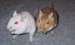 Millie and Syrup