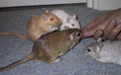 Barley, Syrup, Millie and Rouge sneaking in from the right