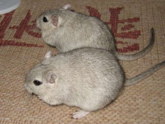 Out two indetical gerbils, Cheddar & Chive Cheddar & Chive