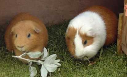 Guinea pigs, Coco & Clipper, enjoying a treat Coco & Clipper