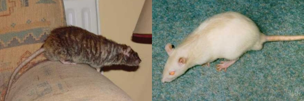 Our sweet little rats Crumble & Silky Crumble & Silky
