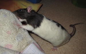 Conker chomping on my foot