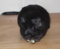 Berry eating one of his favourite treats, a pumpkin seed