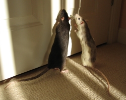 Kiwi and Pearl looking for the exit