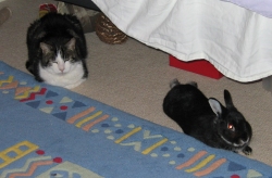 New best friends Custard and Fawn