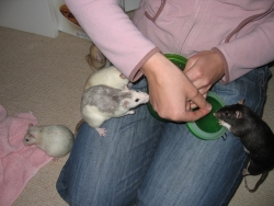 Sugar, Smudge, Pearl and Kiwi enjoying some treats