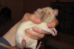 Smudge