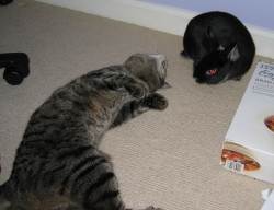 Treacle and Fawn