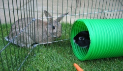 Fern and Fawn