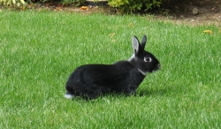 Fawn exploring the garden