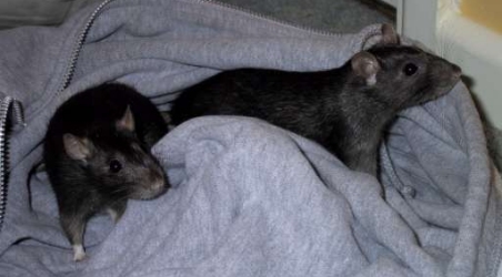 Pipsie & Chockie