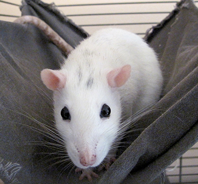 Our husky rat, Sugar in her hammock