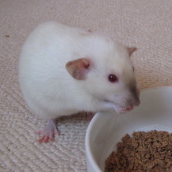 Little Muffin eating branflakes Muffin