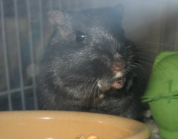 Berry eating from his food bowl