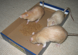 Apricot with her Mum, Daisy and sister, Peach