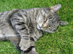 Treacle relaxing in the garden Treacle enjoying the warm weather