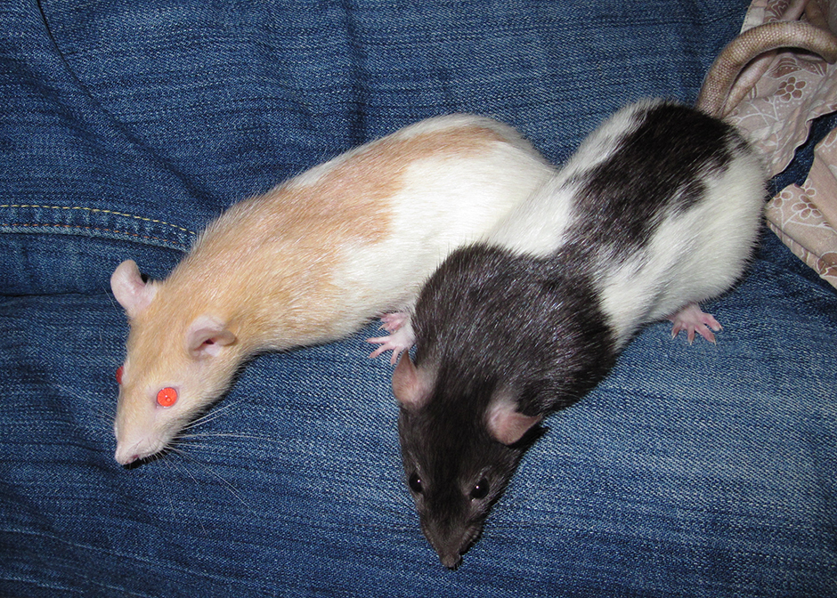 Our two hooded rats, Tilly and Tula Tilly & Tula