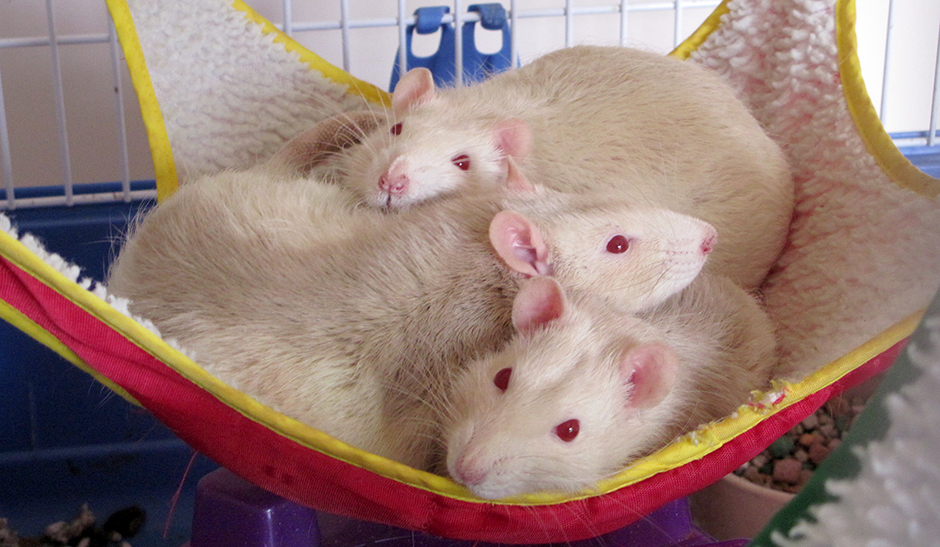 My gorgeous boy rats cuddled up in their hammock Tiny (top), Polar & Panda