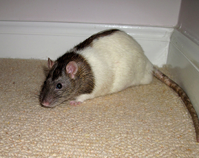 Our little rat Chestnut