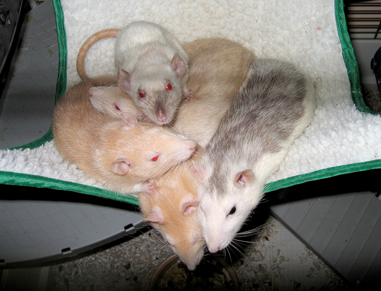 Muffin with her rattie family