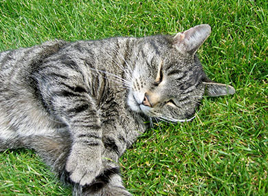 Our cat, Treacle relaxing in the garden