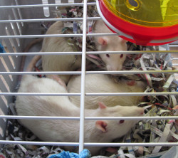 Our new rats Polar, Panda & Tiny curled up in bed