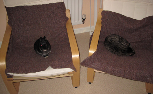 Fawn & Treacle enjoying a rest together