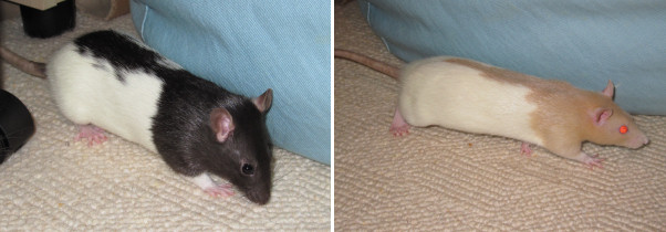 Tula & Tilly