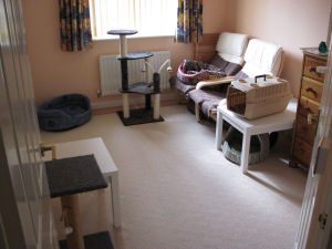 Inkie's new room The spare bedroom we prepared for Inkie's arrival