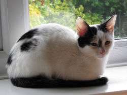 Our kitten Inkie sitting in the office window Inkie looking a bit glum