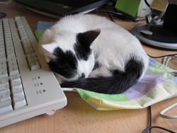 Our little cat, Inkie, curled up asleep