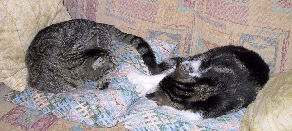 Our two cats, Treacle and Custard snoozing on the sofa together Our beautiful boys