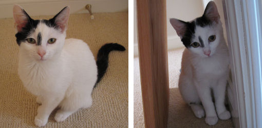 Inkie's eyes: looking stressed on the left and happy kitten eyes on the right Inkie's eyes: looking stressed on the left and happy kitten eyes on the right