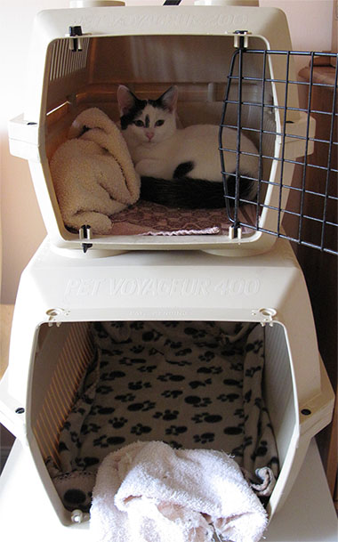 Kitty bunk beds... but who's the larger one for?