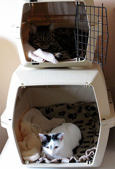 A large and small cat box with our cats using them as beds