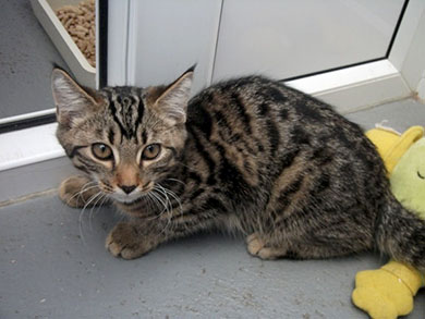 A picture of 'Mirage' taken from the RSPCA website
