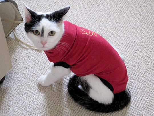 Our kitten Inkie, modelling her surgical t-shirt
