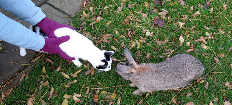 Introducing our new kitten to our bunny Fern Introducing our new kitten to our bunny Fern