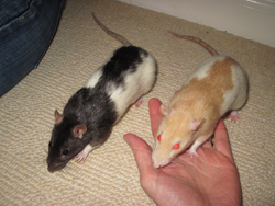 My precious rats Tula and Tilly Tula and her sister Tilly in happier times