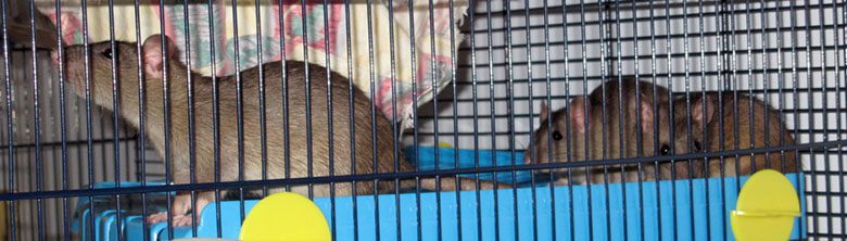 Our new agouti rats Our new girls exploring their home