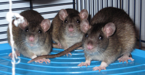 Dora, Tangy & Mitzi Dora, Tangy & Mitzi