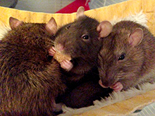 Twiglets, Kiki & Maple