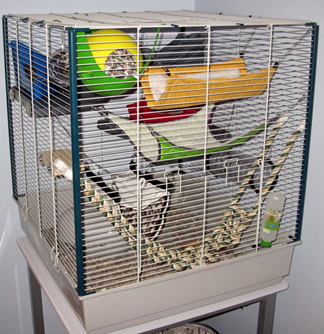 Furet XL cage by Ferplast A palace fit for my princesses