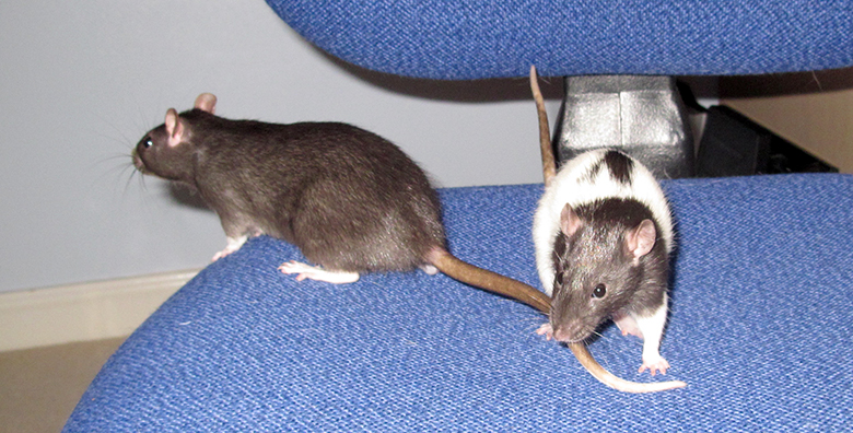 My two new baby rats, Maple and Kiki sitting on an office chair Our new arrivals