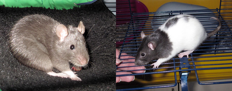 Our two new baby rats, Maple & Kiki Maple & Kiki