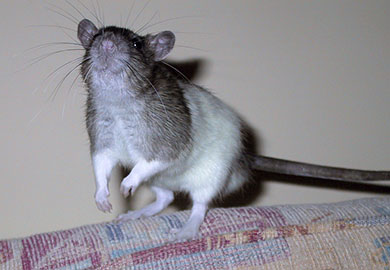 Our little rat, Willow exploring the back of the sofa